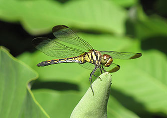 Dragonfly perching.
