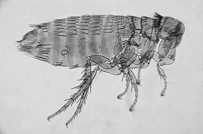 cat flea