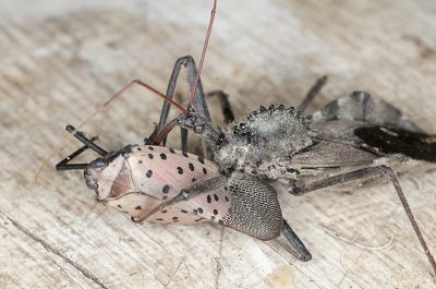 hemipteran battle