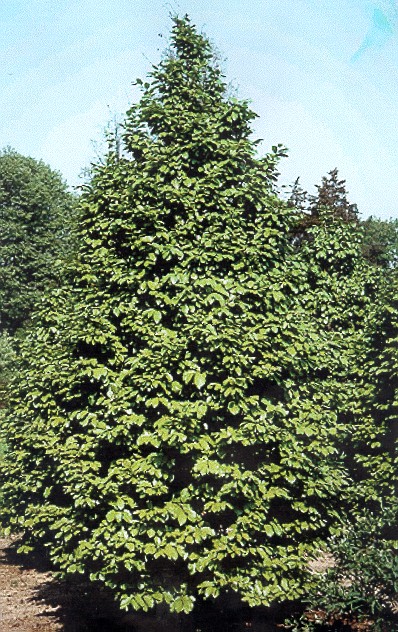 A mature Parrotia persica tree.