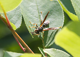 Wasp on leaf.
