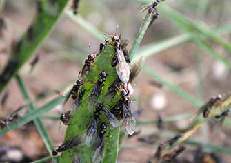 Emergence of winged male and female ants.