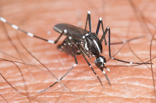 Asian Tiger Mosquito.