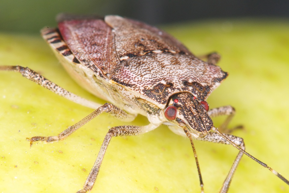 Brown Marmorated stinkbug.