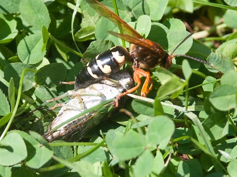 Cicada Killer wasp.