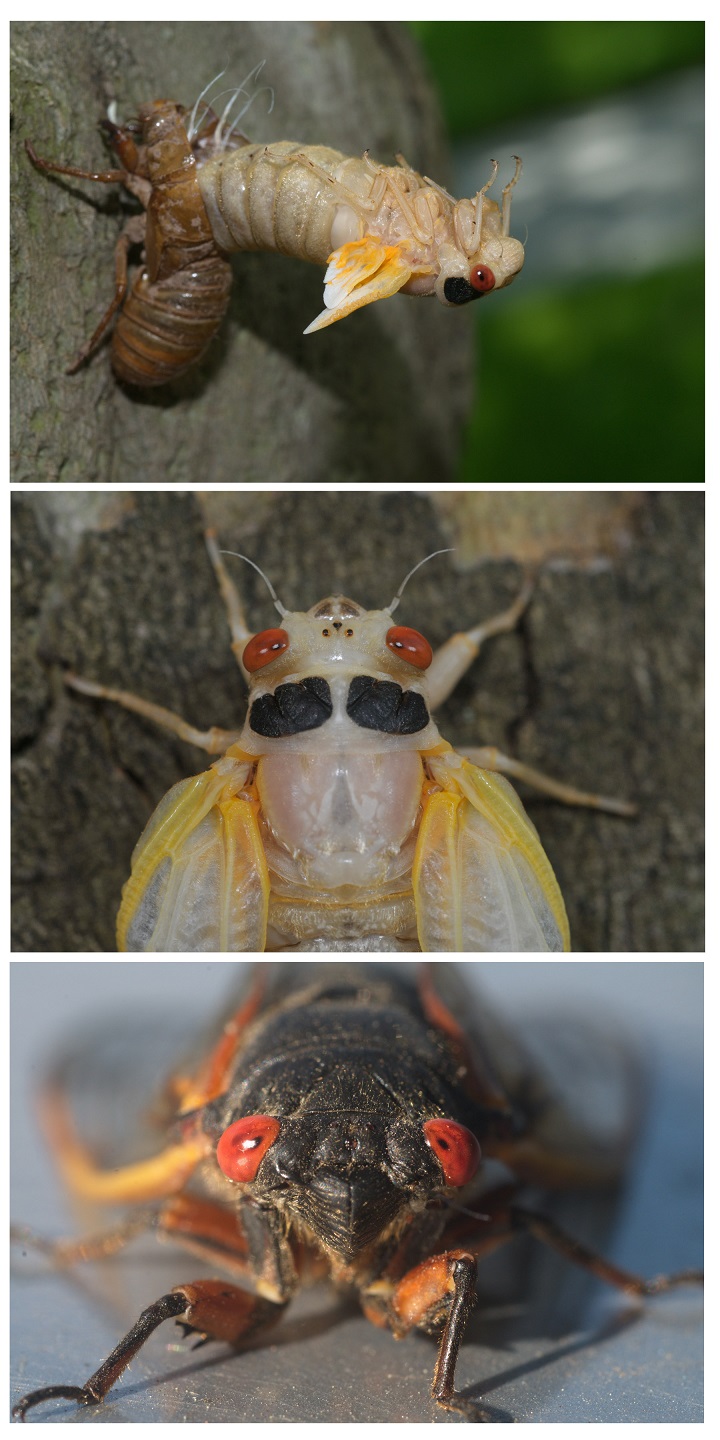 Cicadas.