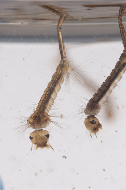 mosquito larvae.