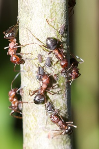 Ants and Aphids.