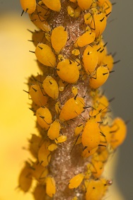 Aphids feeding on milkweed plant.