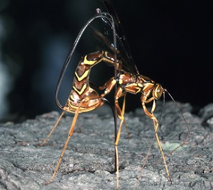 Ichneumonid Wasp.