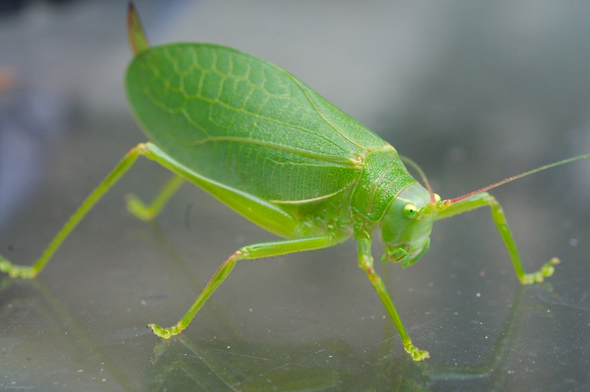 Katydid.