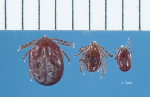 Haemaphysalis tick.