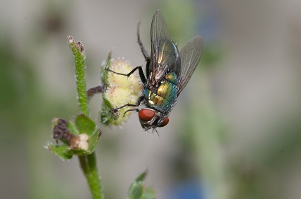 Green Bottle Fly.