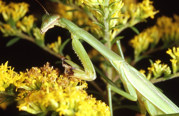 Praying Mantis.