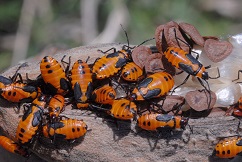 Milkweed bug.