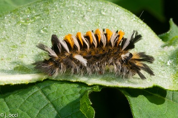 milkweed tussock moth.