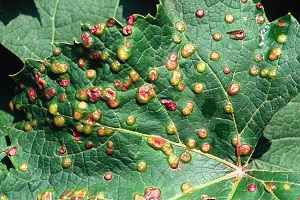 grape phylloxera by Jim Occi.