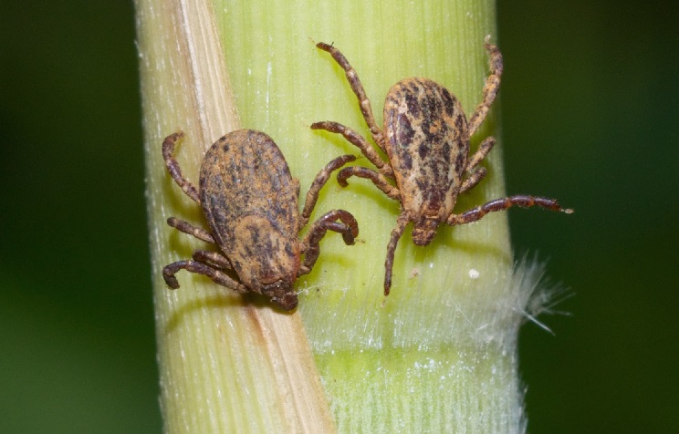 American Dog Tick.