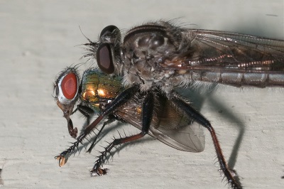 Robber Fly.