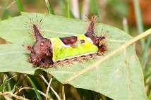 Saddleback Caterpillar.