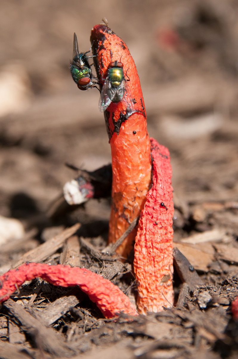 Stinkhorn.